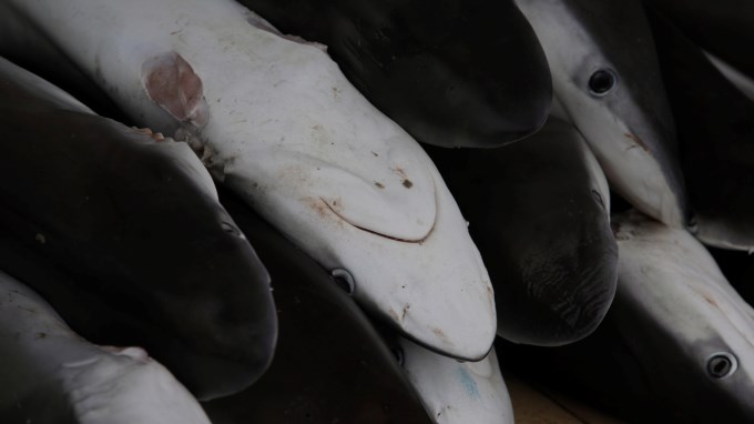 Los tiburones y rayas en peligro de extinción serán protegidos