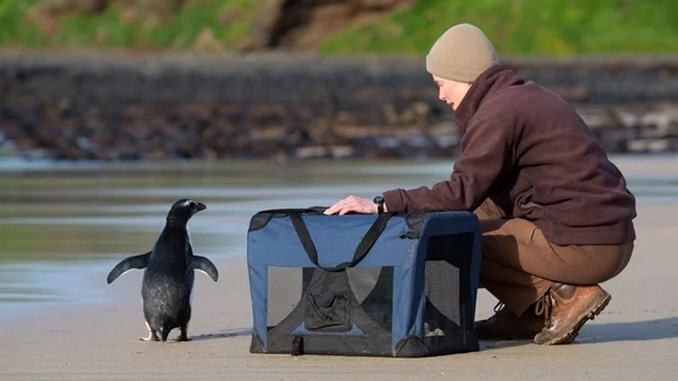 Pingüino perdido fue auxiliado tras nadar alrededor de 2.500 kilómetros entre Nueva Zelanda y Australia