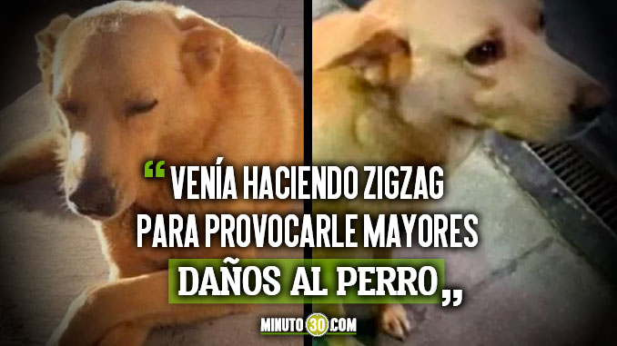 FOTO: A este perrito lo amarró un sujeto a una camioneta y lo arrastró hasta que lo mató