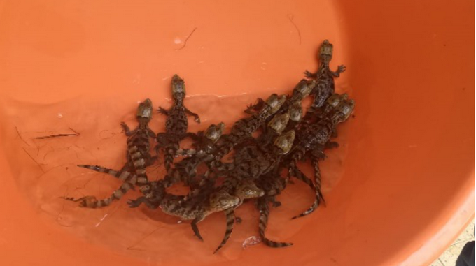 Autoridades recuperaron 14 caimanes bebés , que están en vía de extinción, en San Pedro de Urabá