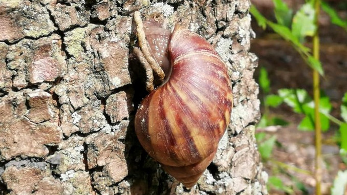 Aprobaron en Antioquia la ordenanza para el manejo y control del caracol africano