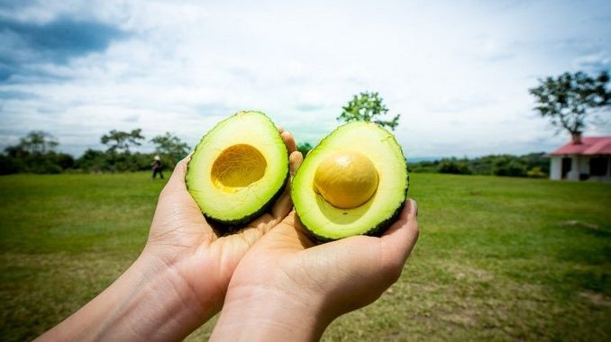 Imagen ilustrativa de aguacate de Colombia noticias septiembre 2019