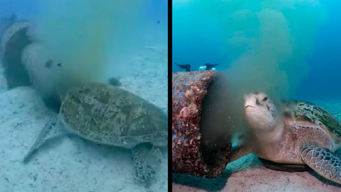 VIDEOS: ¡Indignante! Tortuga en vía de extinción se alimenta de ‘inmundicias humanas’