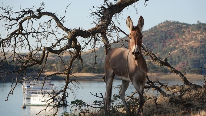 Por el cambio climático una burra demoró tres años en medio de un lago, esta semana fue rescatada