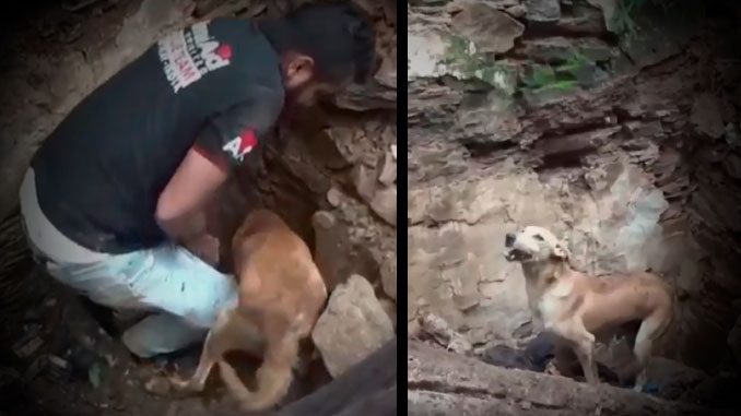 VIDEO: ¡Conmovedor! Una perrita sacó tierra y mordió piedras para sacar a sus 3 crías bajo los escombros