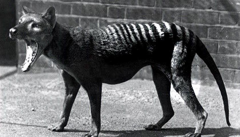 Avistamientos ponen en duda la extinción de un famoso marsupial de Tasmania 1 16 10 19 tigre tasmania