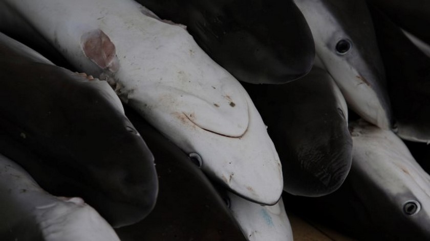 Con un decreto el MinAgricultura autorizó la pesca de 500 toneladas de tiburón y la comercialización de aletas