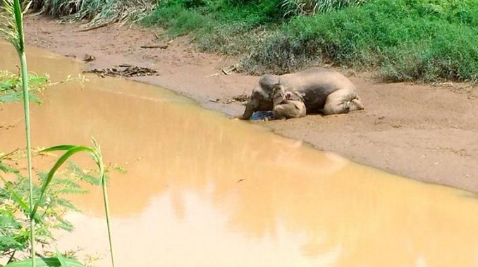 Video: Cuatro capturados por matar con 70 disparos a un elefante pigmeo para quitarle sus colmillos