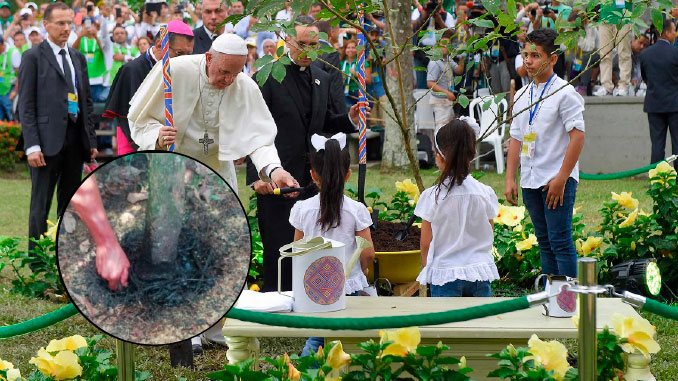 Vándalos envenenaron árbol que sembró el Papa Francisco durante su visita a Villavicencio en 2017