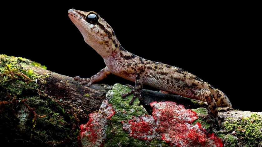 FOTOS: Descubiertas dos nuevas especies de salamanquesas en las islas Galápagos 1 salamanquesa1