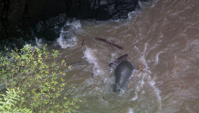 Intentan recuperar los restos de seis elefantes despeñados en una cascada