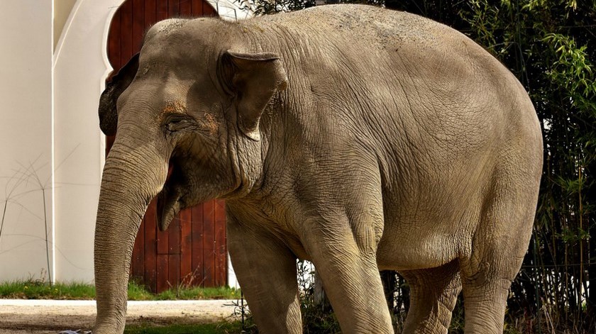 Elefante llamado ‘Osama Bin Laden’ mató a cinco personas en la India