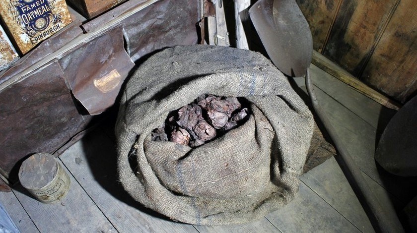 Sin moho y relativamente conservadas fueron halladas en la Antártica unas cebollas con más de 100 años