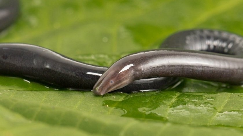 Una nueva especie de cecilia o ‘culebra ciega’ fue descubierta en Santander