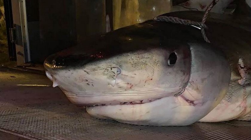 Turista se desapareció en una isla francesa y solo encontraron su mano en el estómago de un tiburón