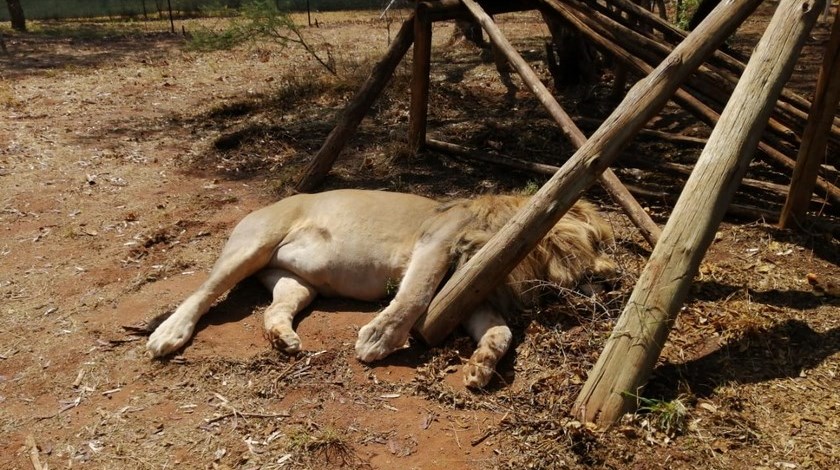 Cazadores envenenaron con pollo a varios leones para vender sus partes que serían utilizadas en ritos satánicos
