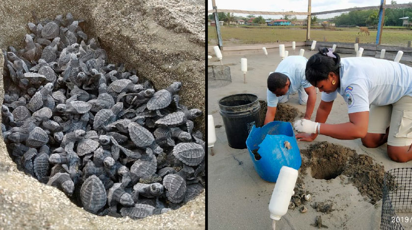 EN FOTOS: Así avanza la liberación masiva de tortugas en áreas protegidas del Pacífico colombiano
