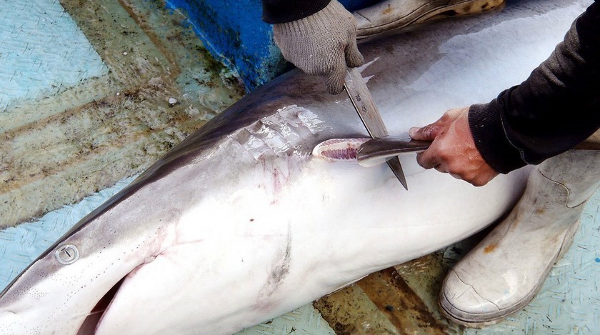 Académicos pidieron al Gobierno Nacional ‘tumbar’ medida que pone cuotas de pesca de tiburones en el país