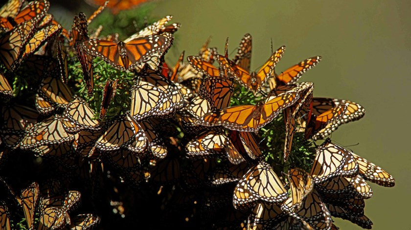 La mariposa monarca llega puntual a México para su periodo de hibernación