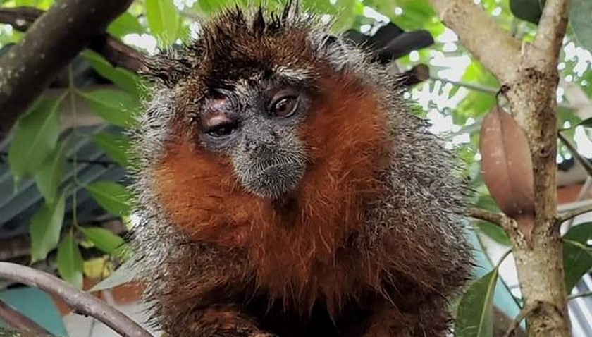 ¿Qué nos pasa?: Mono Zocay murió tras ser apedreado y no obtener atención a tiempo