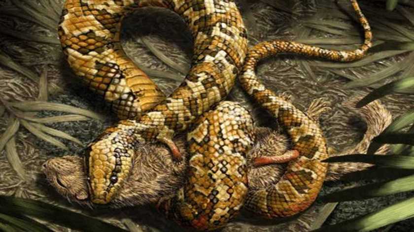 serpiente hace millones de anos 2