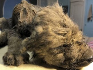 Una especie desconocida de perro o lobo con más de 18.000 años fue hallado congelado en Siberia 1 10 12 19 cachorro prehistorico rusia
