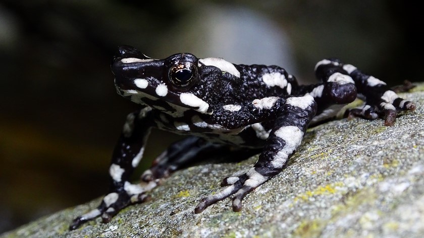 Video: Tras casi 30 años biólogos redescubrieron una rana que se creía extinta en la Sierra Nevada