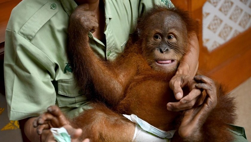 Bebé orangután que fue encontrado dentro de una maleta en el aeropuerto de Bali será devuelto a la naturaleza