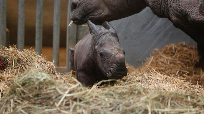 Video: Como parte de un programa de preservación nació un rinoceronte blanco del Sur en un zoológico de Bélgica