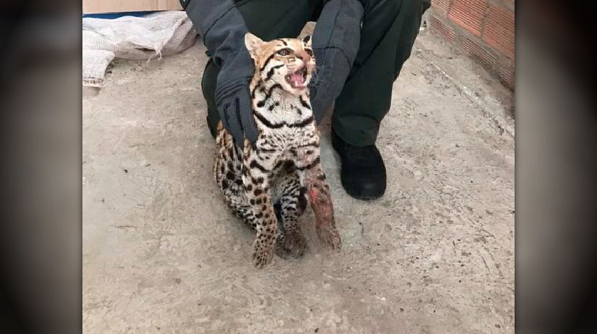 Video: Tigrillo levemente herido y desorientado fue rescatado en una vivienda de Cali