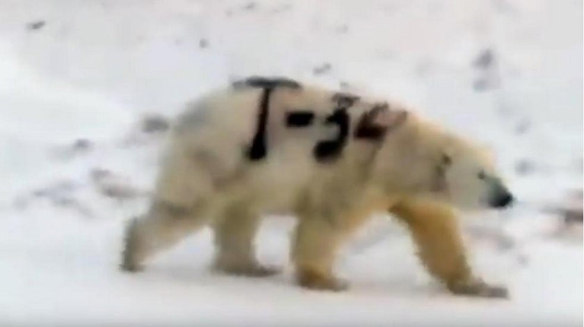 Video: ¡Indignante!, oso polar fue encontrado con un grafiti del nombre de un tanque soviético