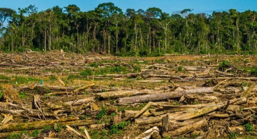 Colombia se unió a Alemania, Noruega y el Reino Unido, para luchar contra la deforestación en el país