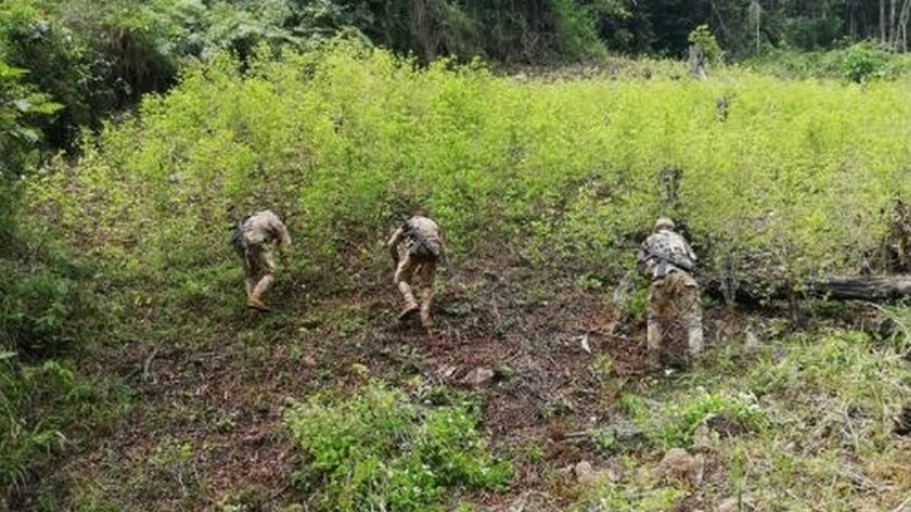Ejército erradicó 6.138 hectáreas de cultivos ilícitos en el Bajo Cauca antioqueño