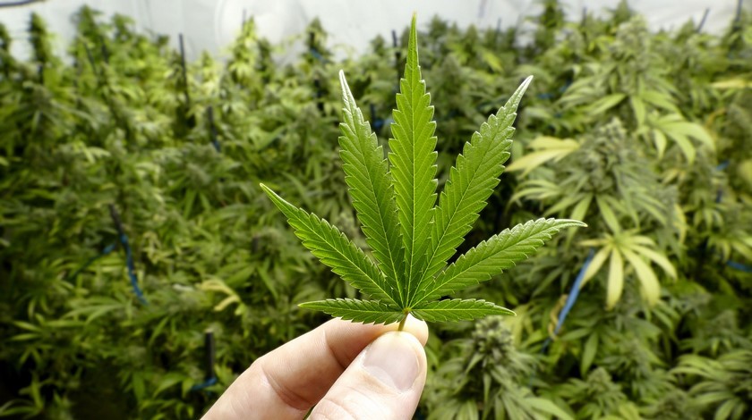 Marihuana 1