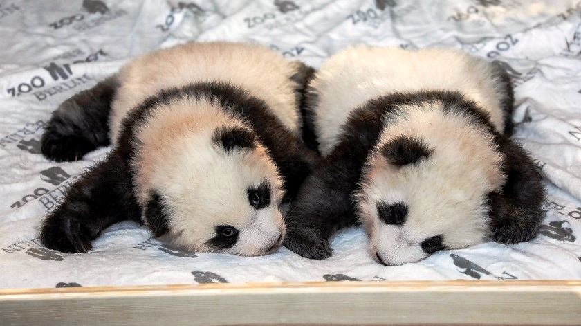 Revelan sexo y nombres de dos osos pandas nacidos en cautividad: en el mundo NO hay 2 mil de su especie