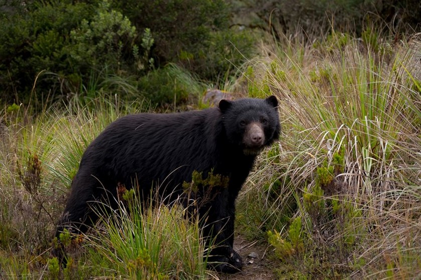 Campesinos quieren matar osos de anteojos porque ‘se están comiendo el ganado’