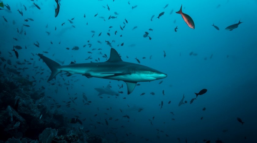 Procuraduría le pidió al ministro de Agricultura revocar resolución que autoriza la pesca de tiburones en el país