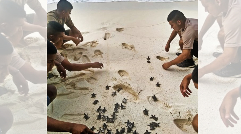 La Armada liberó 142 crías de tortuga marina en la Isla de Bolívar, en el Archipiélago