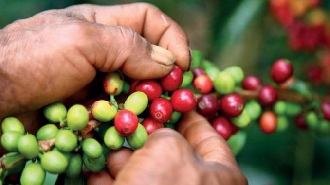 cafe cultivos