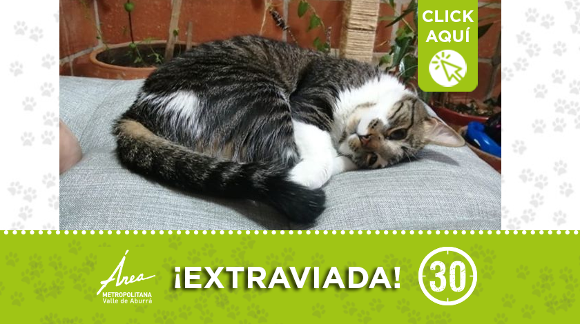 destacada 52