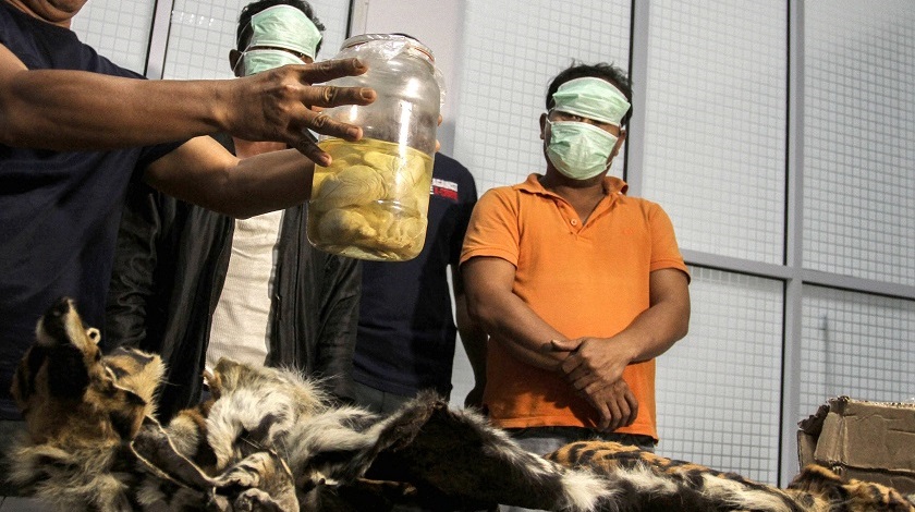 Encontraron cuatro fetos de una especie en extinción durante una redada en Indonesia