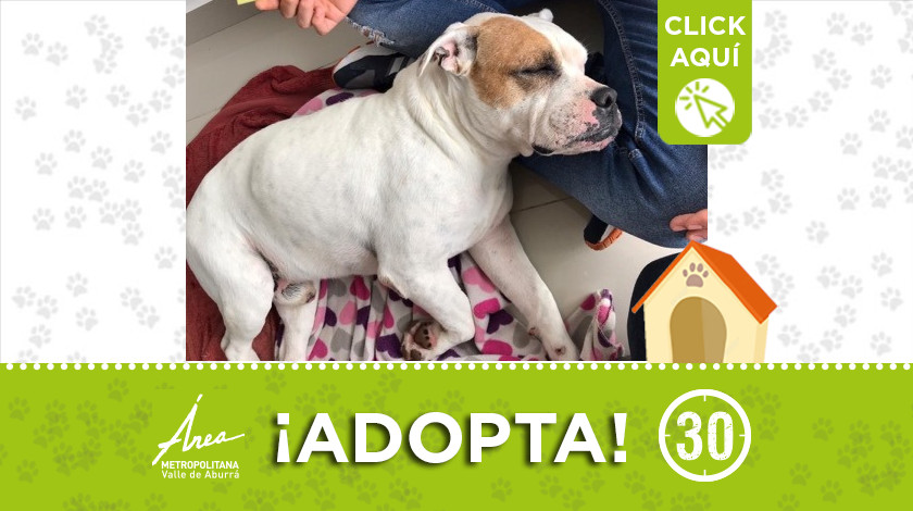 A este perrito se lo encontraron en Envigado y le están buscando hogar 1 destacada 9