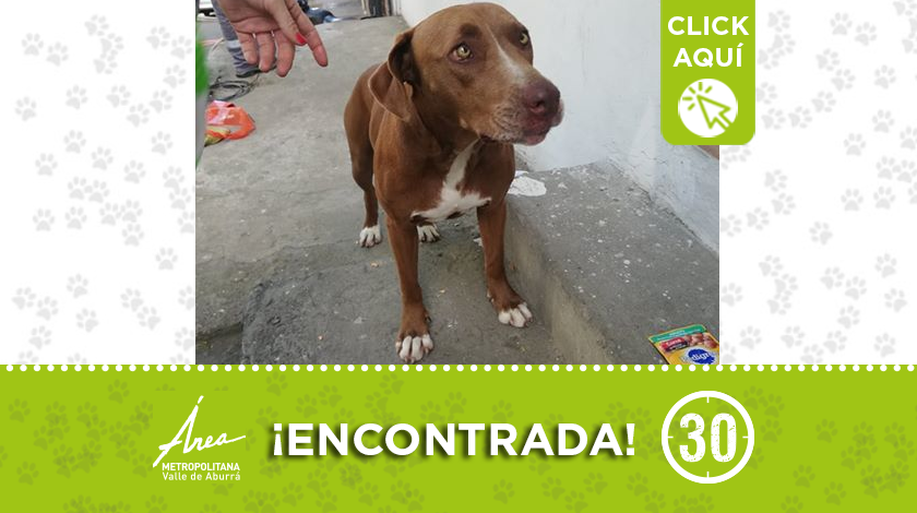 A esta peludita se la encontraron en el barrio Pérez, Bello, y buscan a su familia 1 destacada 86
