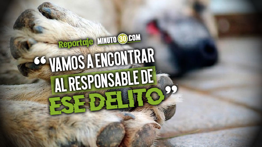 Avanza la investigación del envenenamiento masivo de mascotas en el barrio Los Colores 1 Avanza la investigacion del envenenamiento masivo de mascotas en el barrio Los Colores