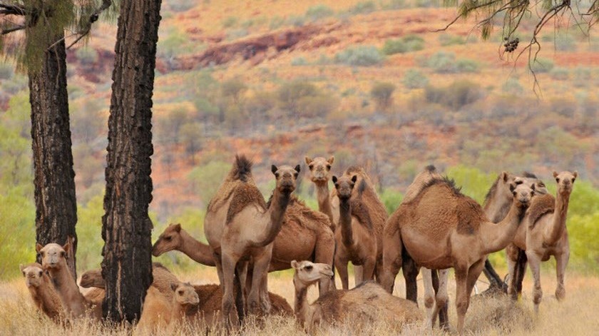 Desde helicópteros sacrificaron a más de 5.000 camellos en Australia para proteger el agua de las comunidades