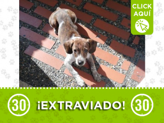 'Boby' se perdió en Belén Las Playas y su familia lo busca 1 destacada 83