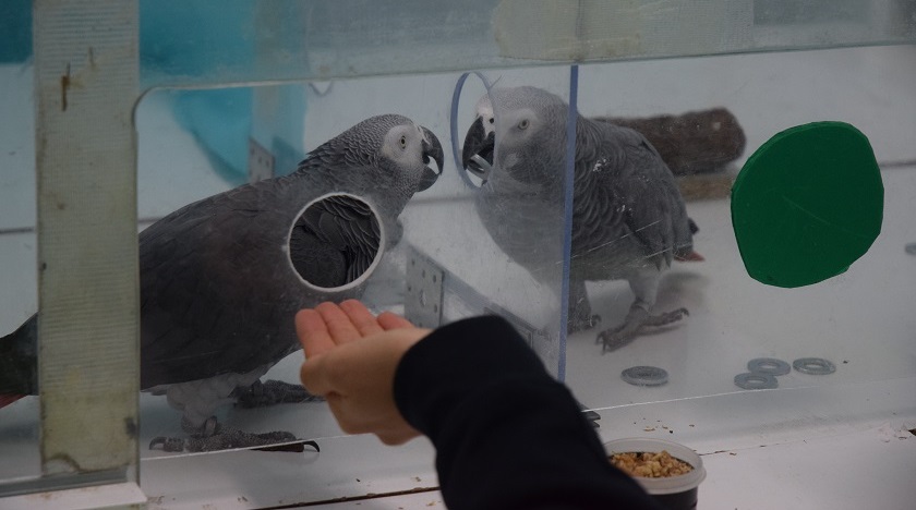 loros