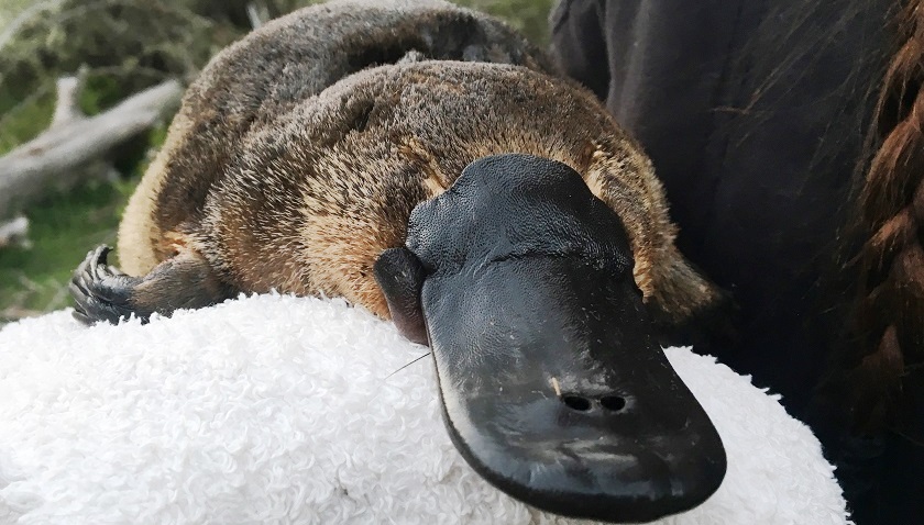 El ornitorrinco va camino a la extinción por culpa del cambio climático