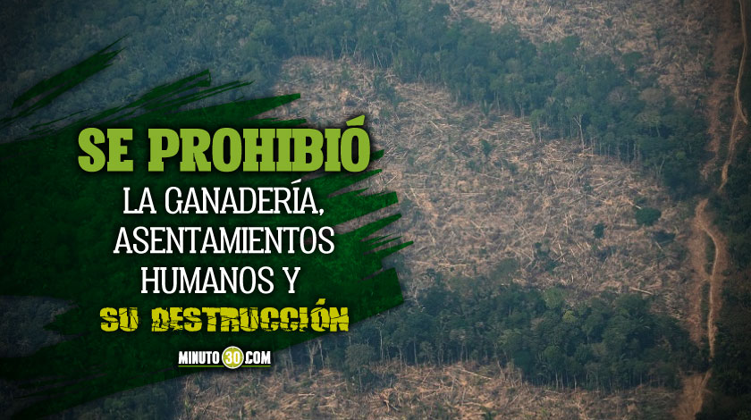 ¡Fallo histórico! Colombia logró medidas estrictas para garantizar, por fin, protección de la Amazonía