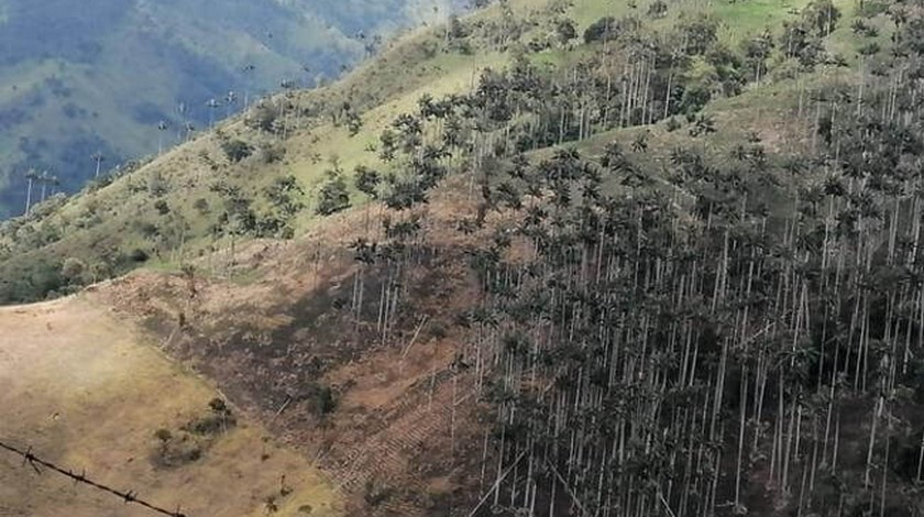 Bosques de la emblemática palma de cera están siendo talados y quemados en Quindío y Tolima
